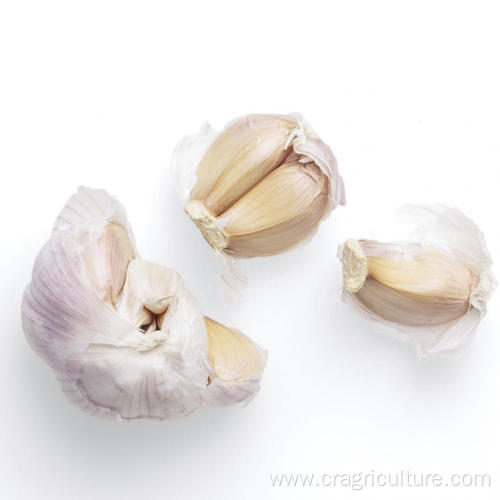 Hot Sale Best White Garlic Seeds